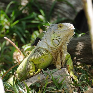Tek iguana