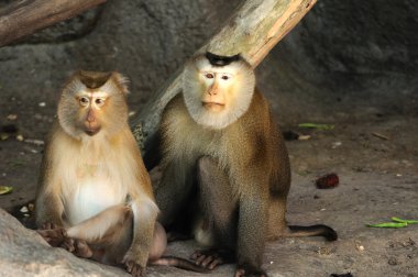 iki macaca fascicularis