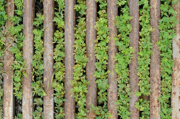 Mauvaises herbes et barres d'acier rouillées — Photo