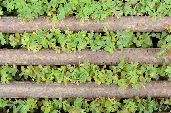 Mauvaises herbes et barres d'acier rouillées — Photo