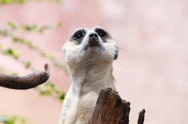 Meerkat eller suricate — Stockfoto