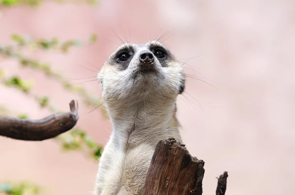 Erdmännchen oder Erdmännchen — Stockfoto