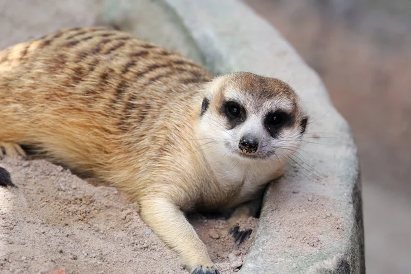 Erdmännchen oder Erdmännchen — Stockfoto