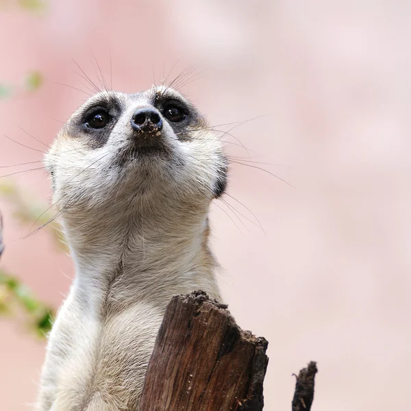 Szurikáta vagy suricate — Stock Fotó