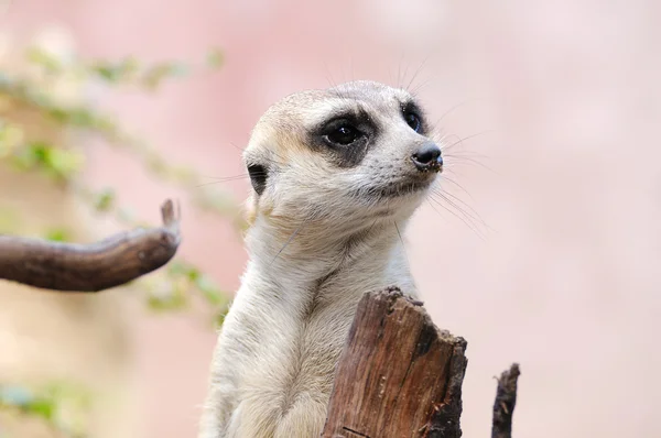 Erdmännchen oder Erdmännchen — Stockfoto