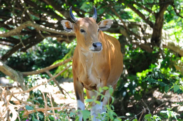 Vaca retrato com chifre agradável — Fotografia de Stock