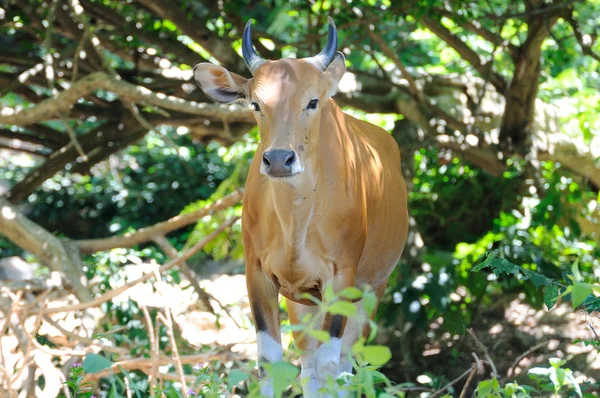 Vaca retrato com chifre agradável — Fotografia de Stock