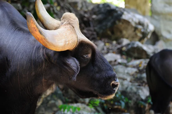 Гаур - дикий бык в открытом зоопарке — стоковое фото