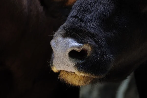 Αγελάδα μύτη και στόμα — Φωτογραφία Αρχείου