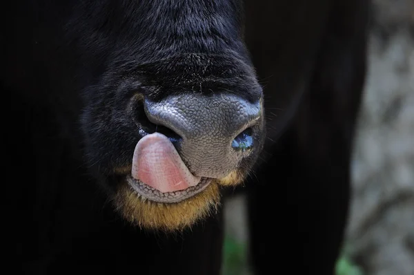 Krowa lizanie — Zdjęcie stockowe
