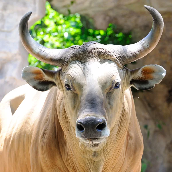 Porträt Kuh mit schönem Horn — Stockfoto