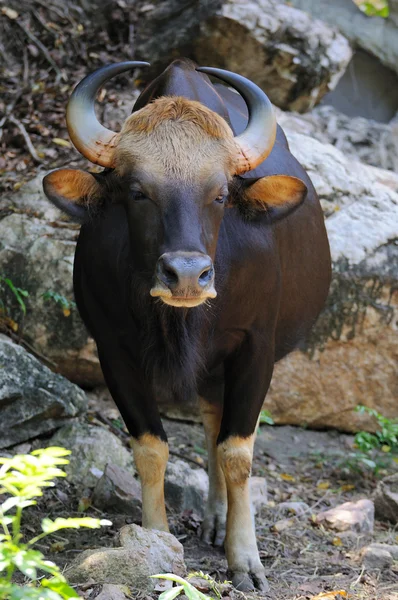 Gaur- boi selvagem em zoológico aberto — Fotografia de Stock