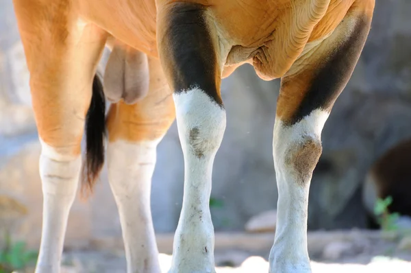 Portrait pernas vaca — Fotografia de Stock