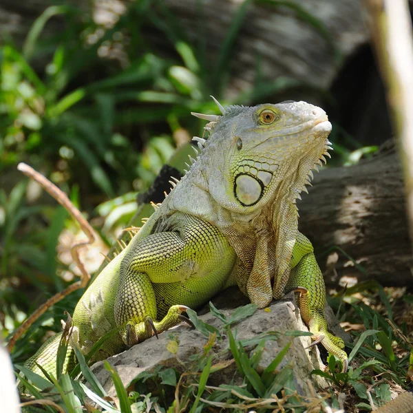 Iguana soltera — Foto de Stock