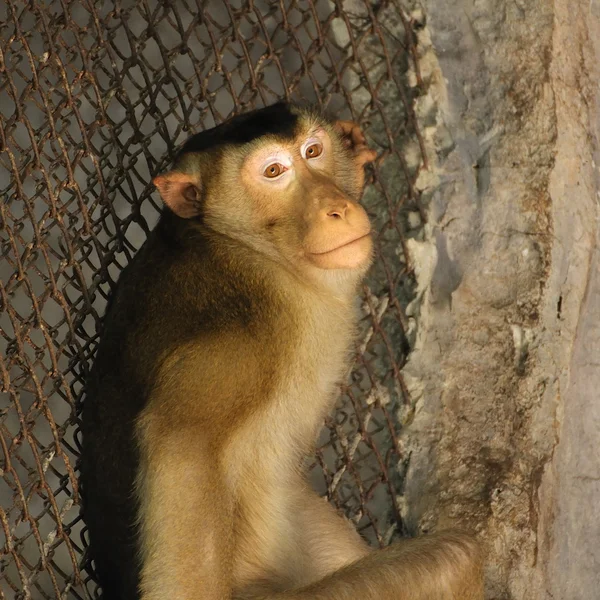 Fascicularis de Macaca — Foto de Stock