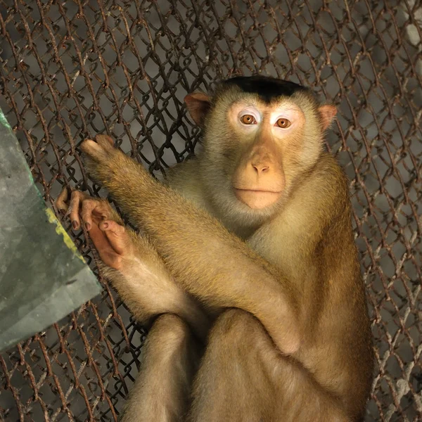 Fascicularis de Macaca — Foto de Stock