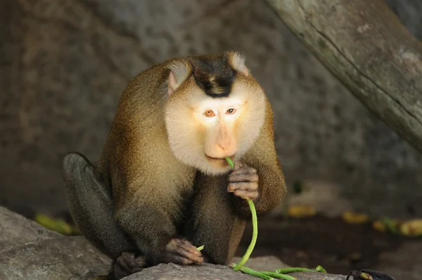 Macaca fascicularis — стокове фото