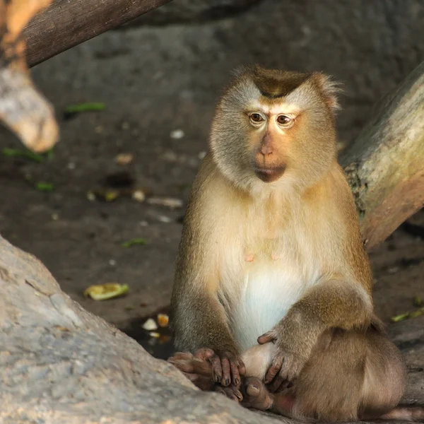 Fascicularis de Macaca — Foto de Stock