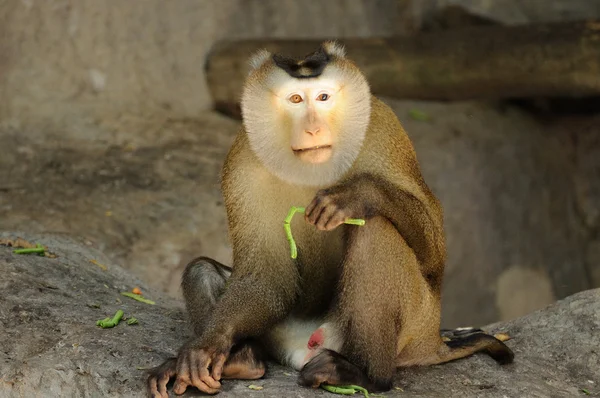 Fascicularis de Macaca — Foto de Stock