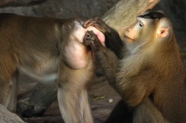 Pareja de Macaca fascicularis — Foto de Stock