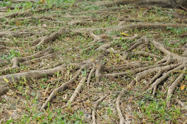 Textura raíz de árbol —  Fotos de Stock