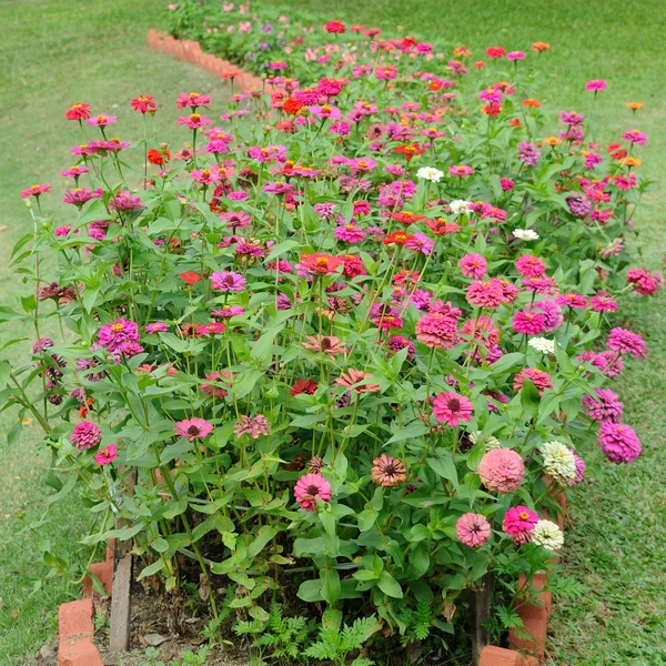 Flores de ramo — Foto de Stock