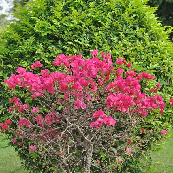 Bougainvillea-Blüten — Stockfoto