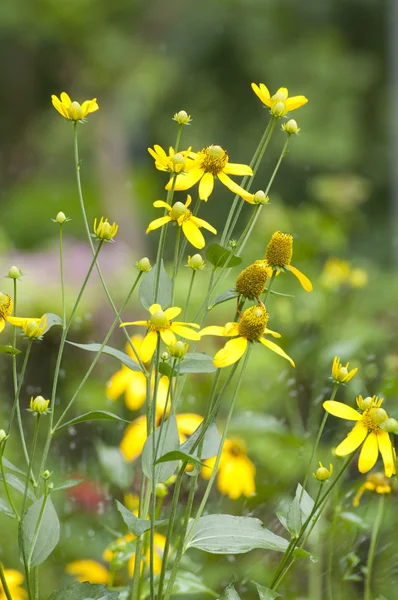 Gruppe von gelben Blumen — Stockfoto