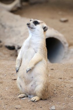 meerkat veya suricate