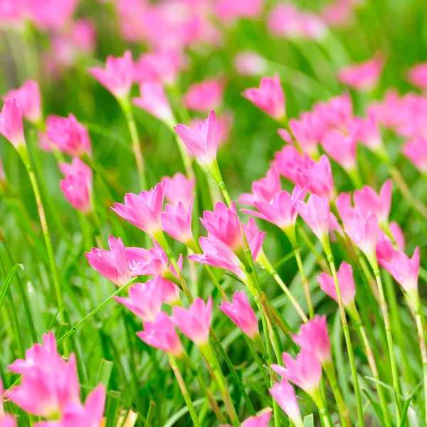 Lirio de lluvia rosa — Foto de Stock