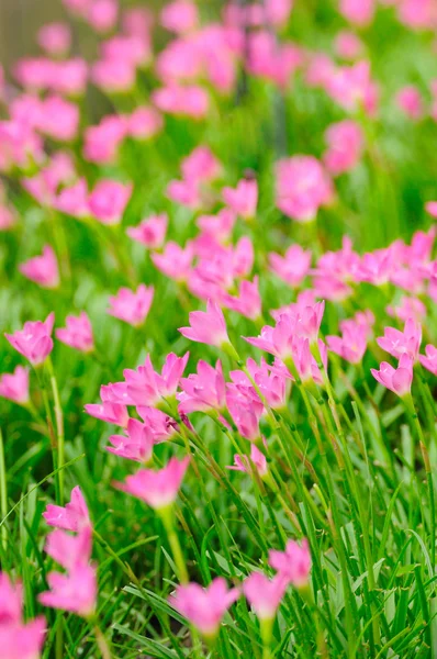 Pink Rain Lily — Stock Photo, Image