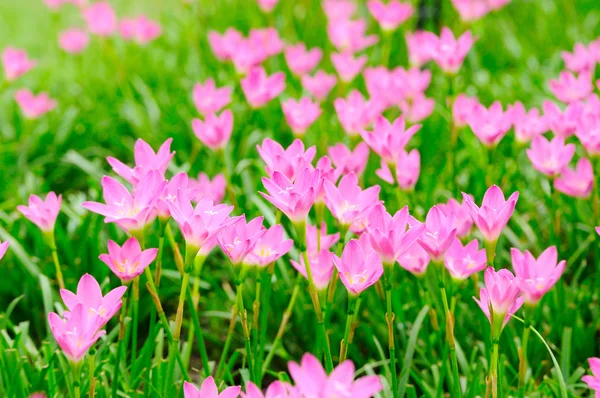 Pink Rain Lily — Stock Photo, Image