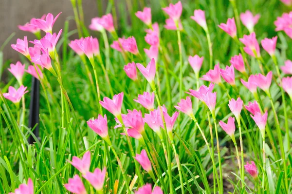 Pink Rain Lily — Stock Photo, Image