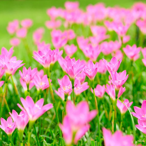 Pink Rain Lily — Stock Photo, Image