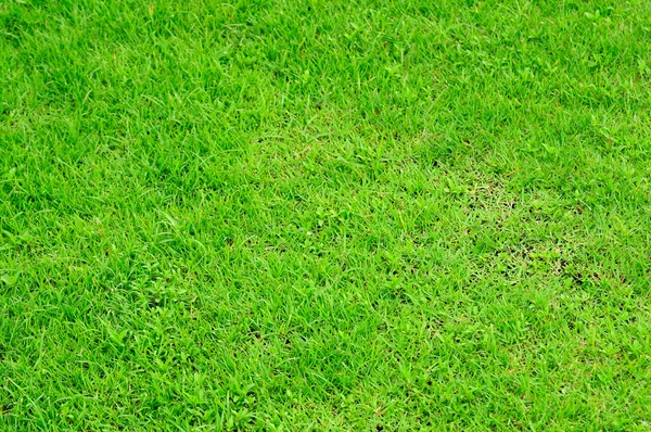 Green yard background. — Stock Photo, Image