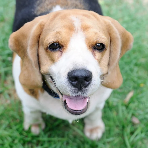 Un solo beagle mirando hacia arriba —  Fotos de Stock