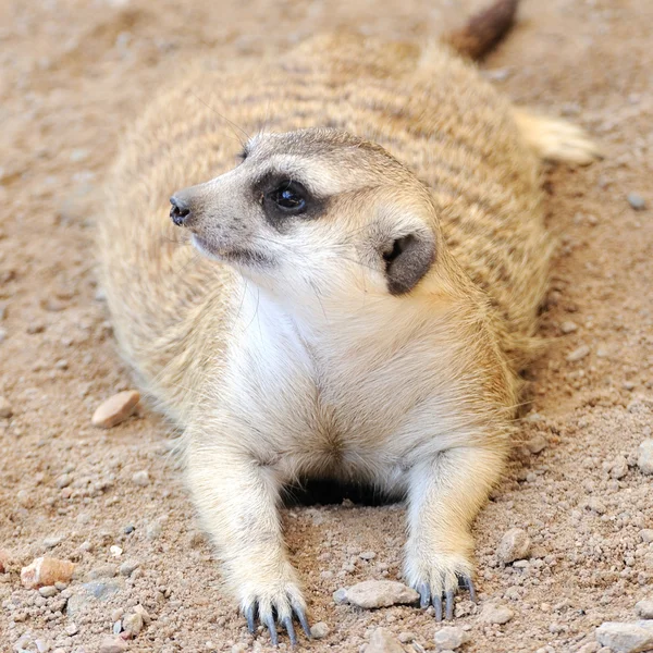 Meerkat ou suricado — Fotografia de Stock