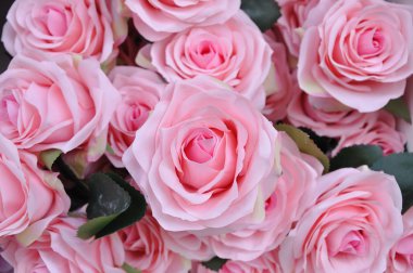 Yakın çekim pembe gül çiçek