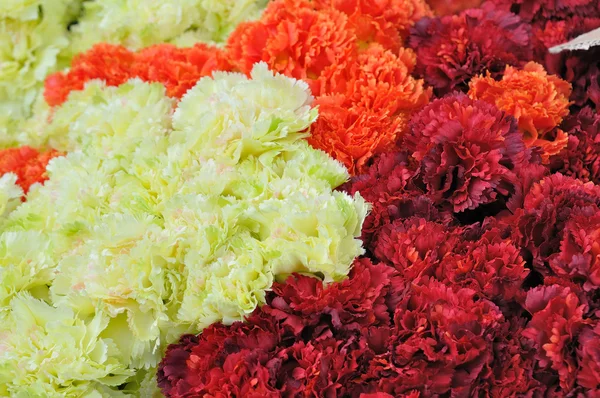 Rosa Nelkenblüten — Stockfoto