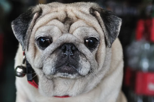 Single pug. — Stock Photo, Image