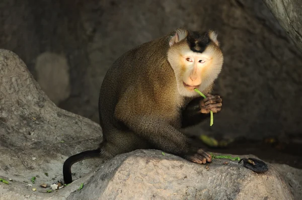 Macaca fascicularis, питающаяся фасолью — стоковое фото