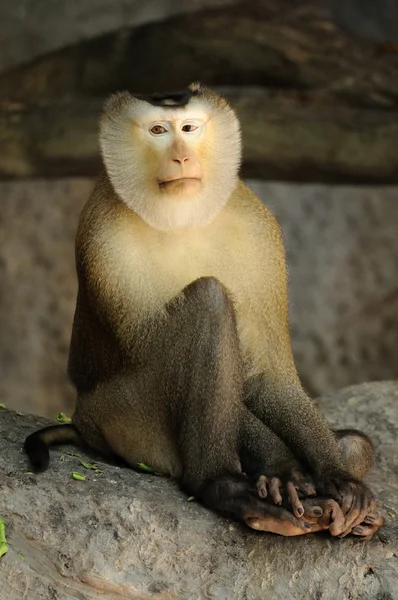 Macaca fascicularis comer frijol — Foto de Stock