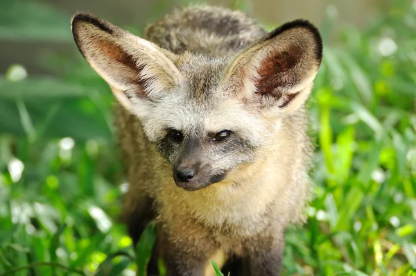 Single bat-eared-fox — Stock Photo, Image