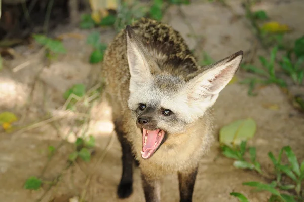 Één bat-eared-fox — Stockfoto