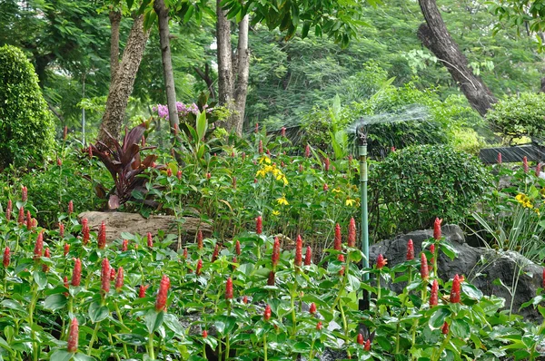 Hermosas flores en el jardín público — Foto de Stock