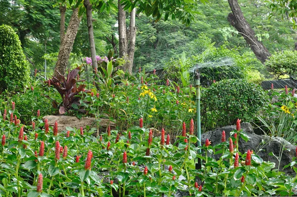 Hermosas flores en el jardín público —  Fotos de Stock