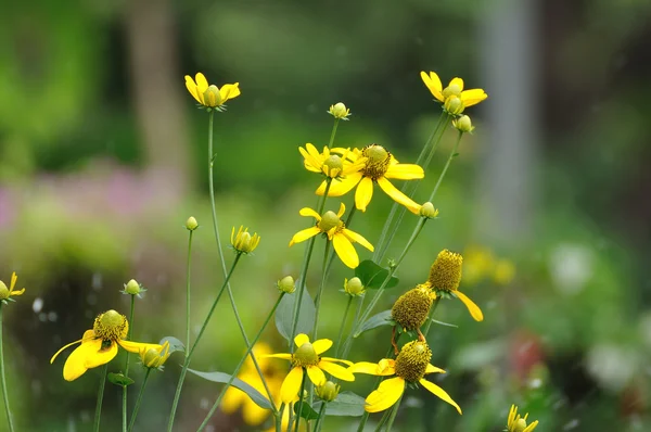 Groupe de fleurs jaunes — Photo