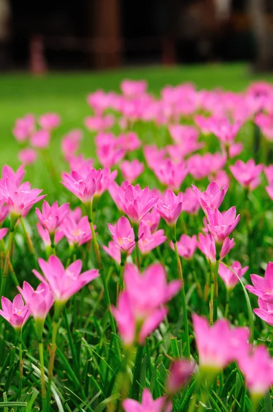 Pembe yağmur lily — Stok fotoğraf