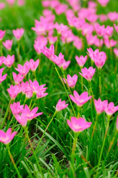 Pembe yağmur lily — Stok fotoğraf