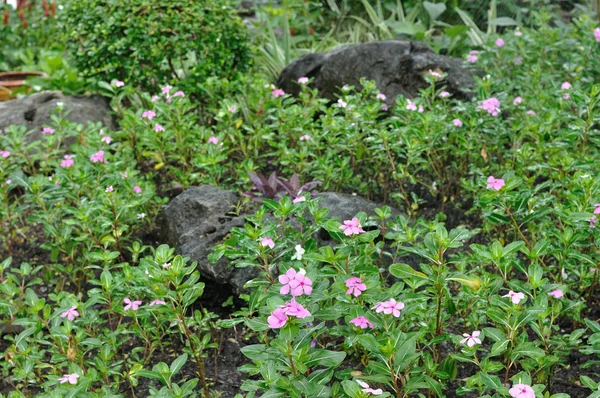 Hermosas flores en el jardín público — Foto de Stock